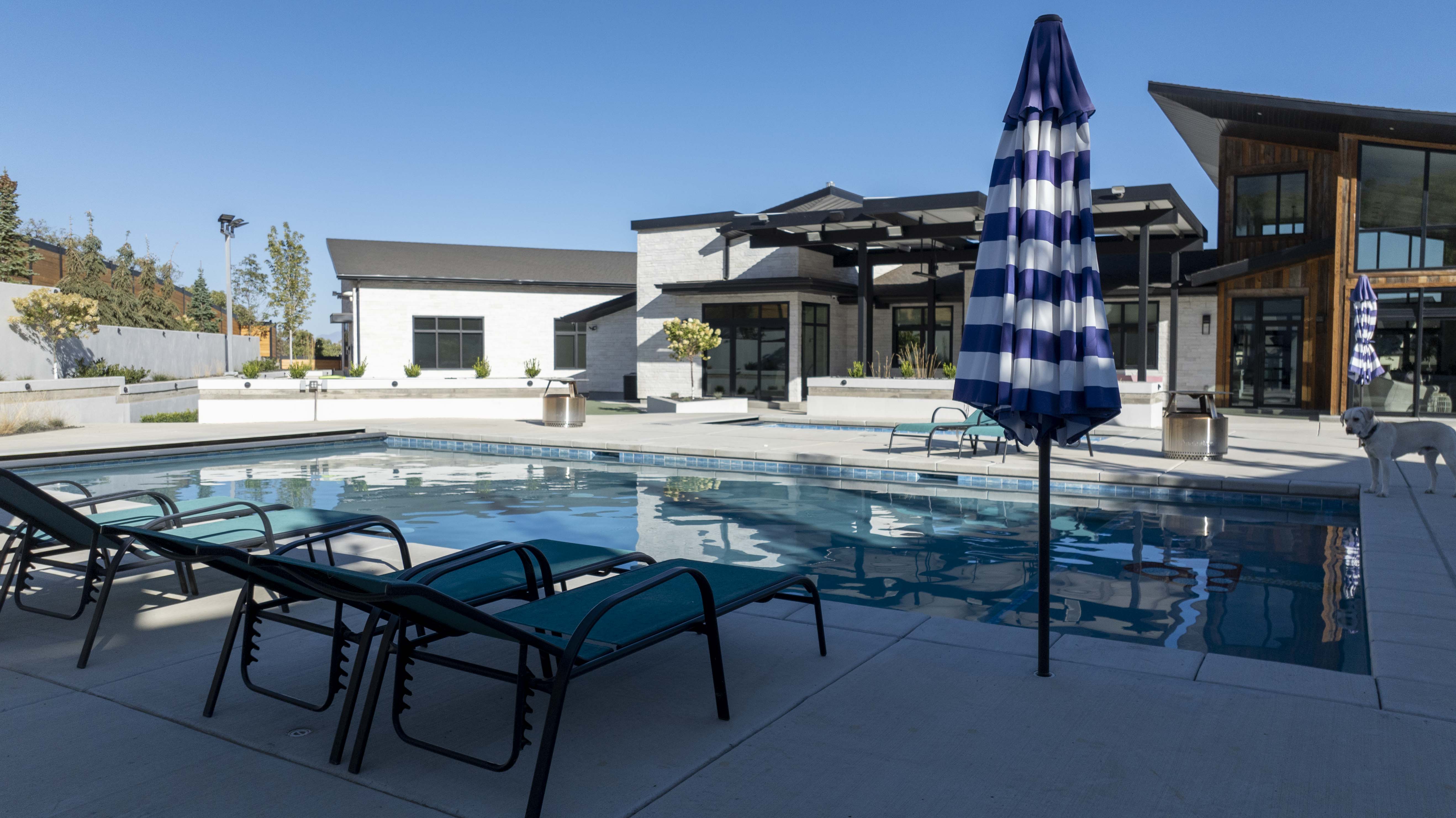 dog by swimming pool